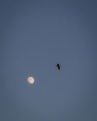 Low angle view of silhouette bird flying in sky