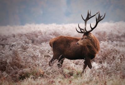 Deer standing on field
