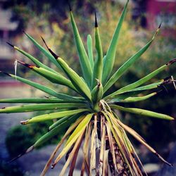 Close-up of plant on field