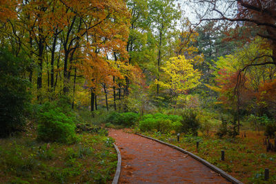 Road amidst trees in forest during autumn