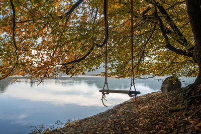 Trees by lake during autumn