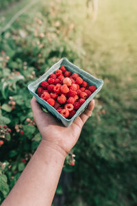 High angle view of hand holding strawberries