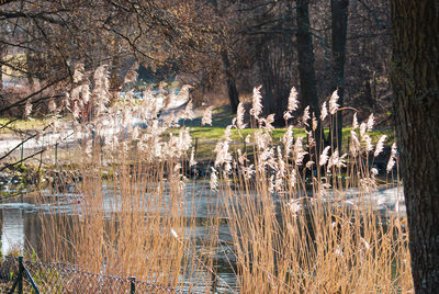 View of a lake with trees in the background