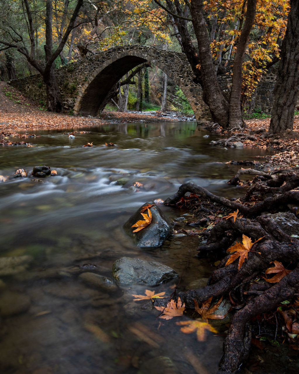 autumn, tree, water, river, nature, stream, leaf, plant, forest, wilderness, land, reflection, environment, no people, beauty in nature, plant part, creek, tranquility, outdoors, scenics - nature, woodland, day, landscape, flowing water, tree trunk, trunk, rock, tranquil scene, body of water, non-urban scene, animal, travel destinations