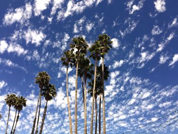 Low angle view of palm trees against cloudy sky