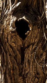 Close-up of heart shape on tree trunk