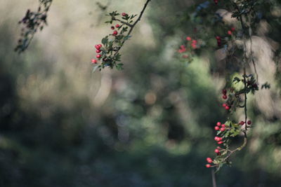 Red berry on tree