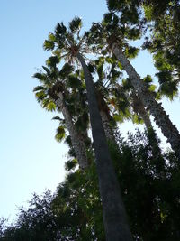 Low angle view of tree against sky