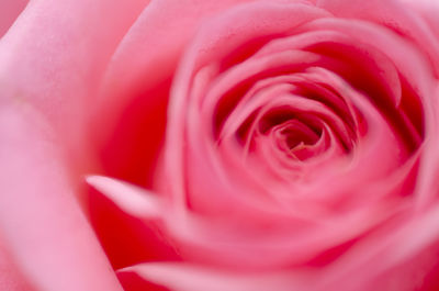 Close-up of pink rose