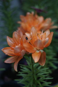 Close-up of flower blooming outdoors