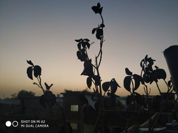 Low angle view of silhouette plants against clear sky