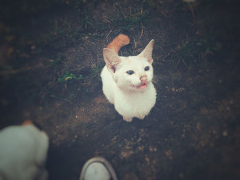 High angle view of white cat on street