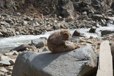 Monkey sitting on rock