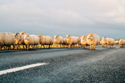 Flock of sheep on road