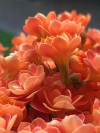 Close-up of red flowering plant