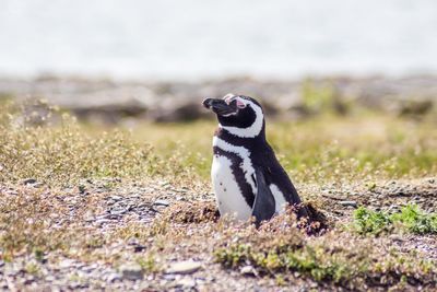 Side view of a bird looking away