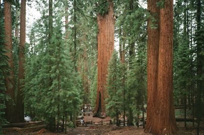 Trees in forest