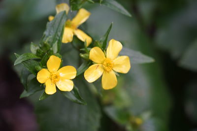 Close-up of yellow flowering plant