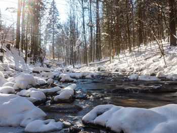 Snow covered land and trees in forest