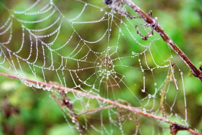 Close-up of spider on web