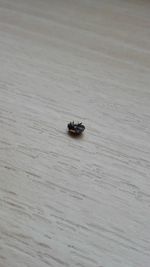 High angle view of insect on table