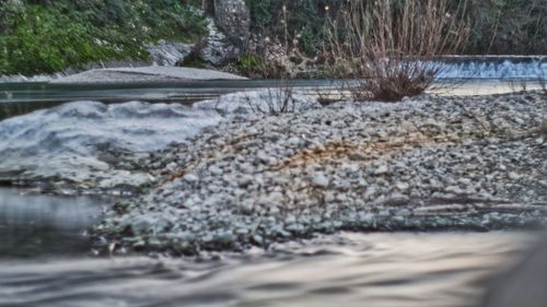 Scenic view of river flowing in forest