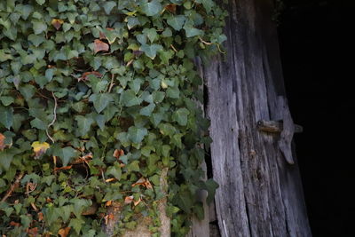 Close-up of ivy growing on plant