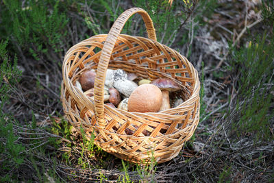 Freshly harvested edible forest wild mushrooms in wicker basket in nature