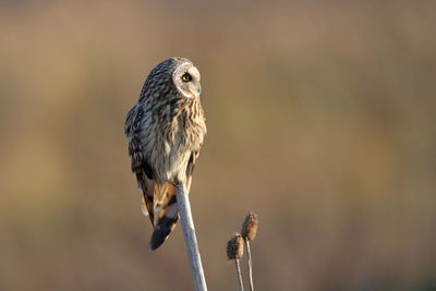 A short-eared owl