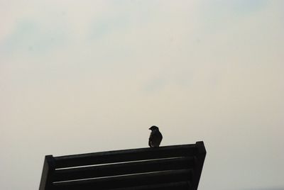 Bird on bench against clear sky