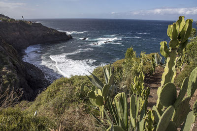 Close-up of plants at beach against sky