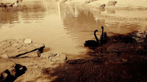 Reflection of trees in water