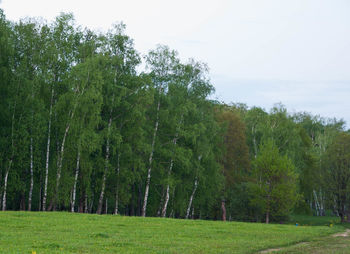 Scenic view of green landscape and trees against sky