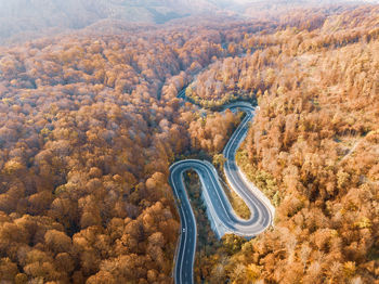 High angle view of road amidst plants in forest