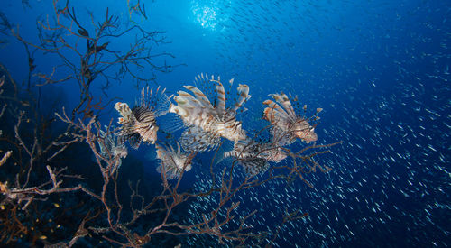 Lionfish swimming in sea