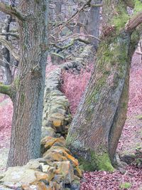 Full frame shot of multi colored trees