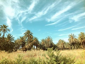 Palm trees on field against sky