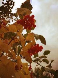 Low angle view of bougainvillea blooming on tree against sky