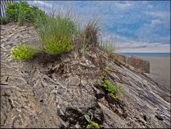 Plants growing on shore