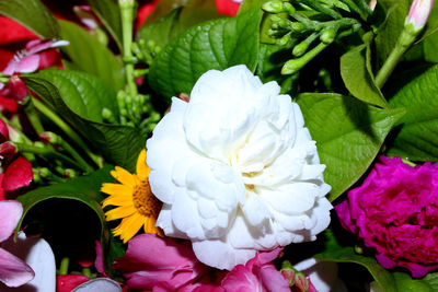 Close-up of white roses