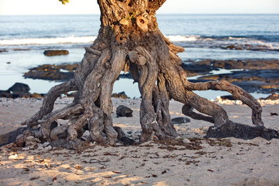 Driftwood on beach