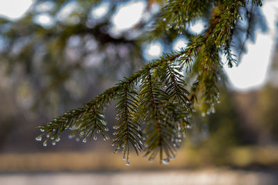 Fir branch with waterdrops and ice of jack frost