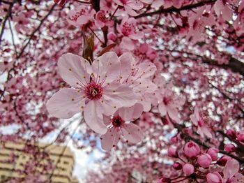 Close-up of cherry blossom