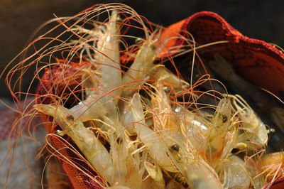 Close-up of shrimps