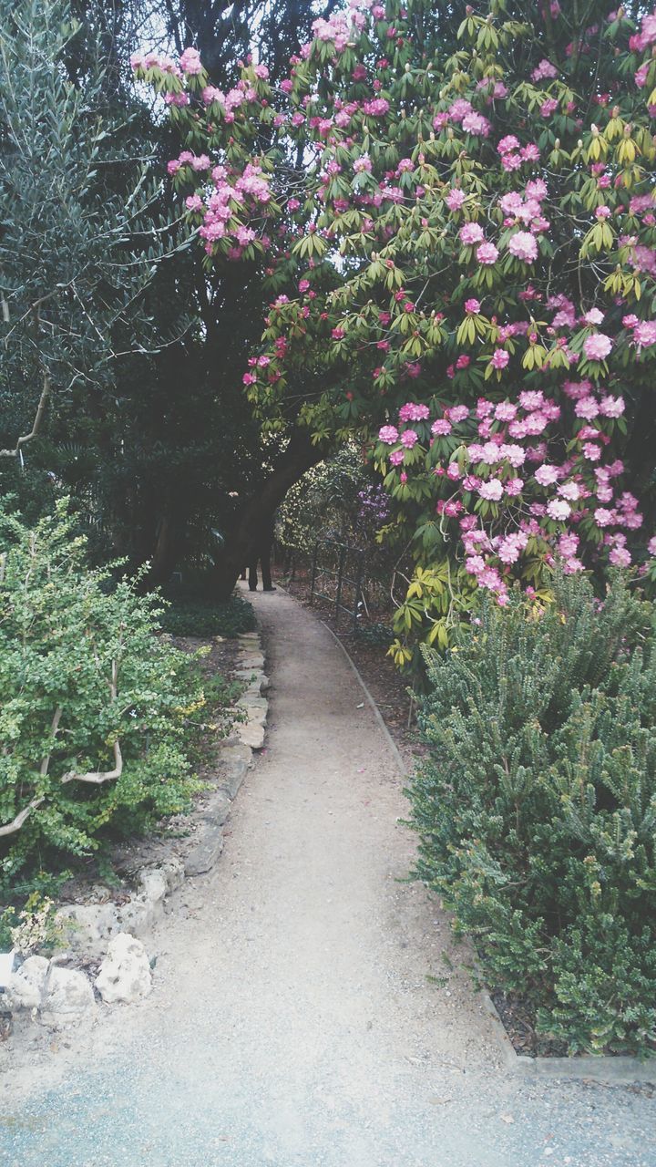 the way forward, flower, tree, growth, plant, footpath, nature, beauty in nature, diminishing perspective, tranquility, branch, walkway, freshness, pathway, sunlight, outdoors, park - man made space, day, narrow, no people