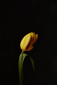 Close-up of yellow flower against black background