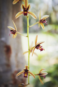 Close-up of day lily blooming outdoors