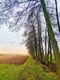 Bare trees on field against sky