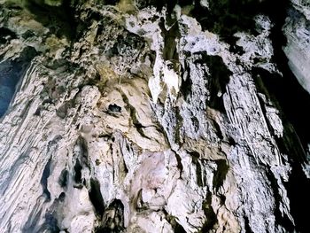 Full frame shot of tree trunk