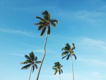 Low angle view of palm trees against cloudy sky